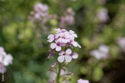 Persian stonecress (Aethionema grandiflorum) photo