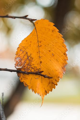 single leaf in autumn