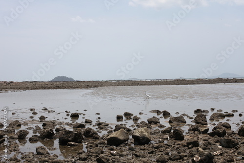 the heron goes by sea coastal stones are washed by water pacific ocean panama-city panama © alexusha