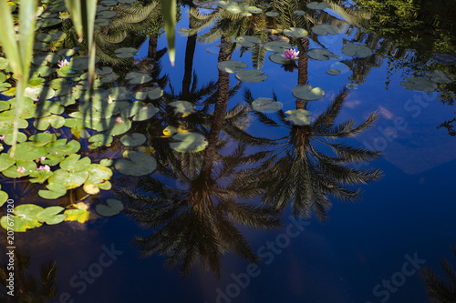 Jardin Majorelle landscape
