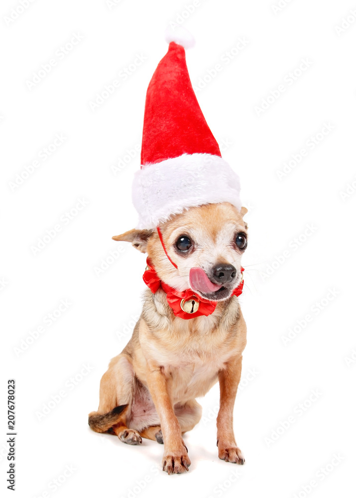 cute chihuahua with a santa hat on