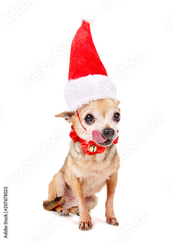 cute chihuahua with a santa hat on © annette shaff