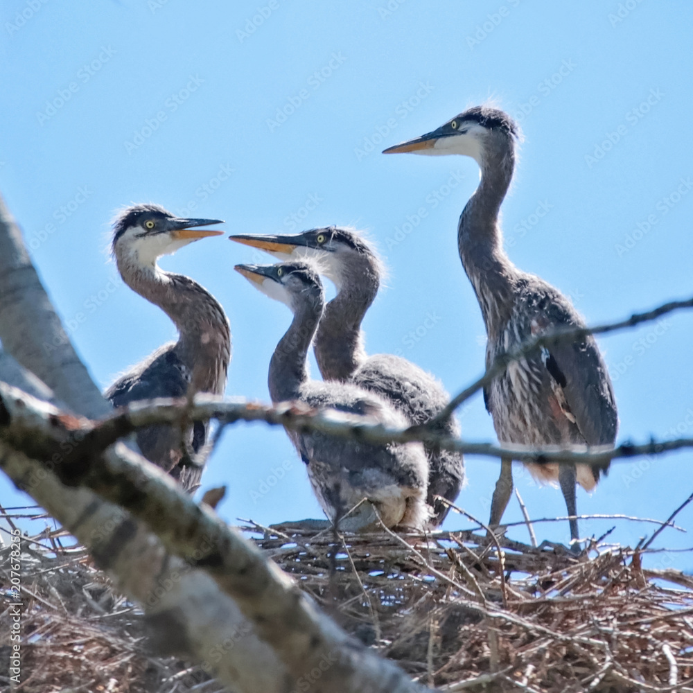 Great Blue Heron Baby