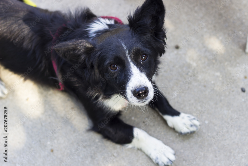 close-up shot of small black dog