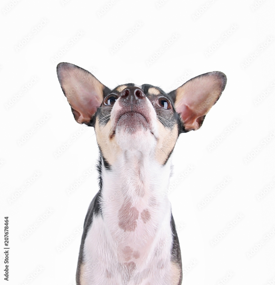 cute chihuahua rat terrier mix on an isolated white background