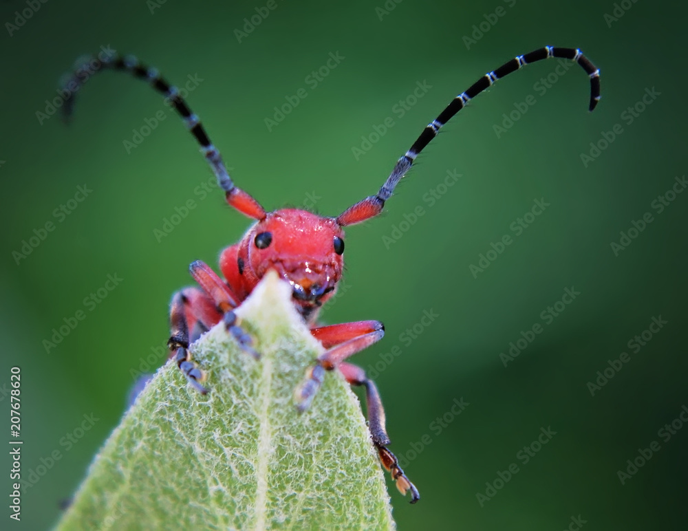 longhorn milkweed beetle on a leaf