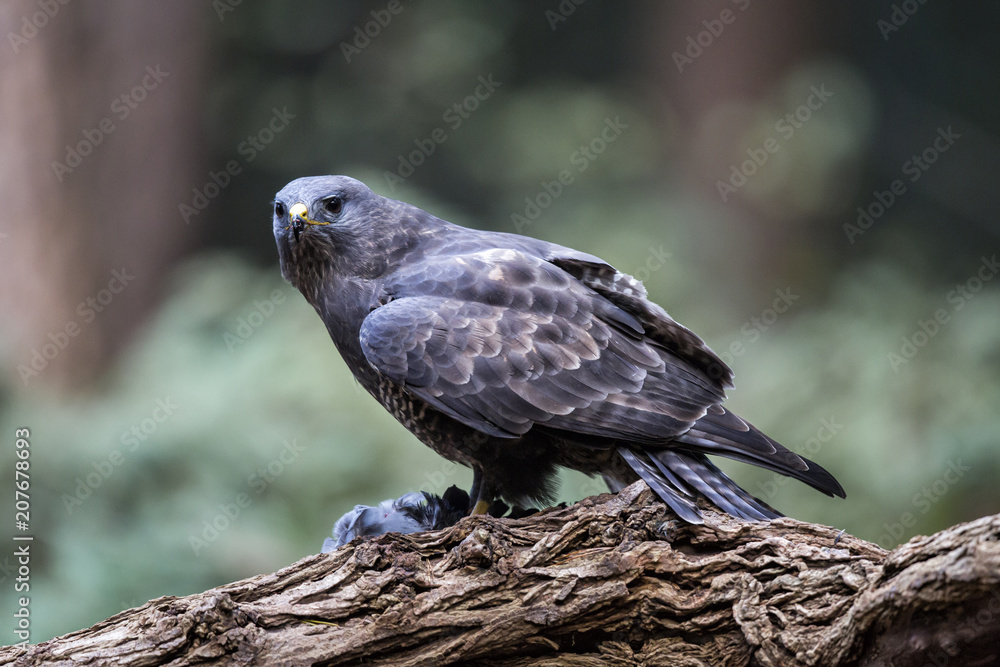 Common buzzard eating in the forest in the Netherlands Common buzzard eating in the forest in the Netherlands