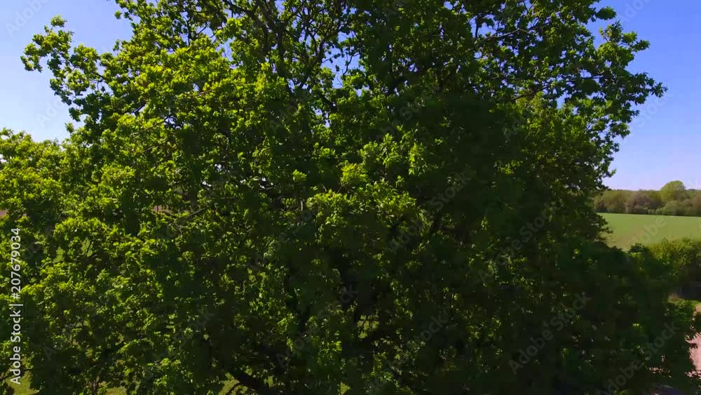 Drone flight around the tree top of an old oak tree in springtime Drone flight around the tree top of an old oak tree in springtime