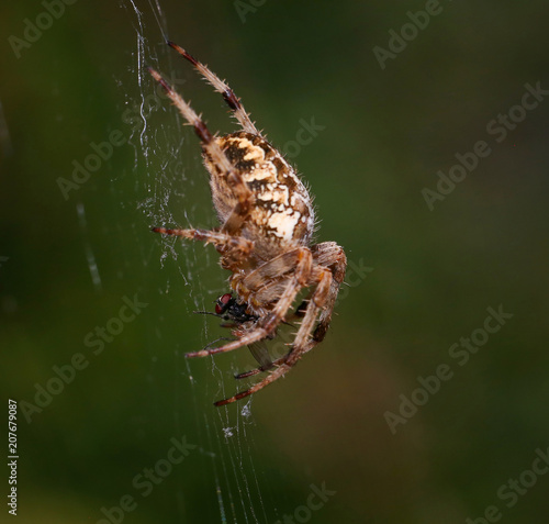 orb spider on its web with a house fly
