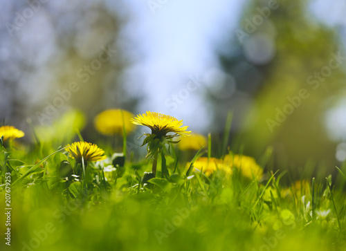 Fototapeta Naklejka Na Ścianę i Meble -  Meadow Of Dandelions
