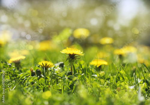 Fototapeta Naklejka Na Ścianę i Meble -  Meadow Of Dandelions