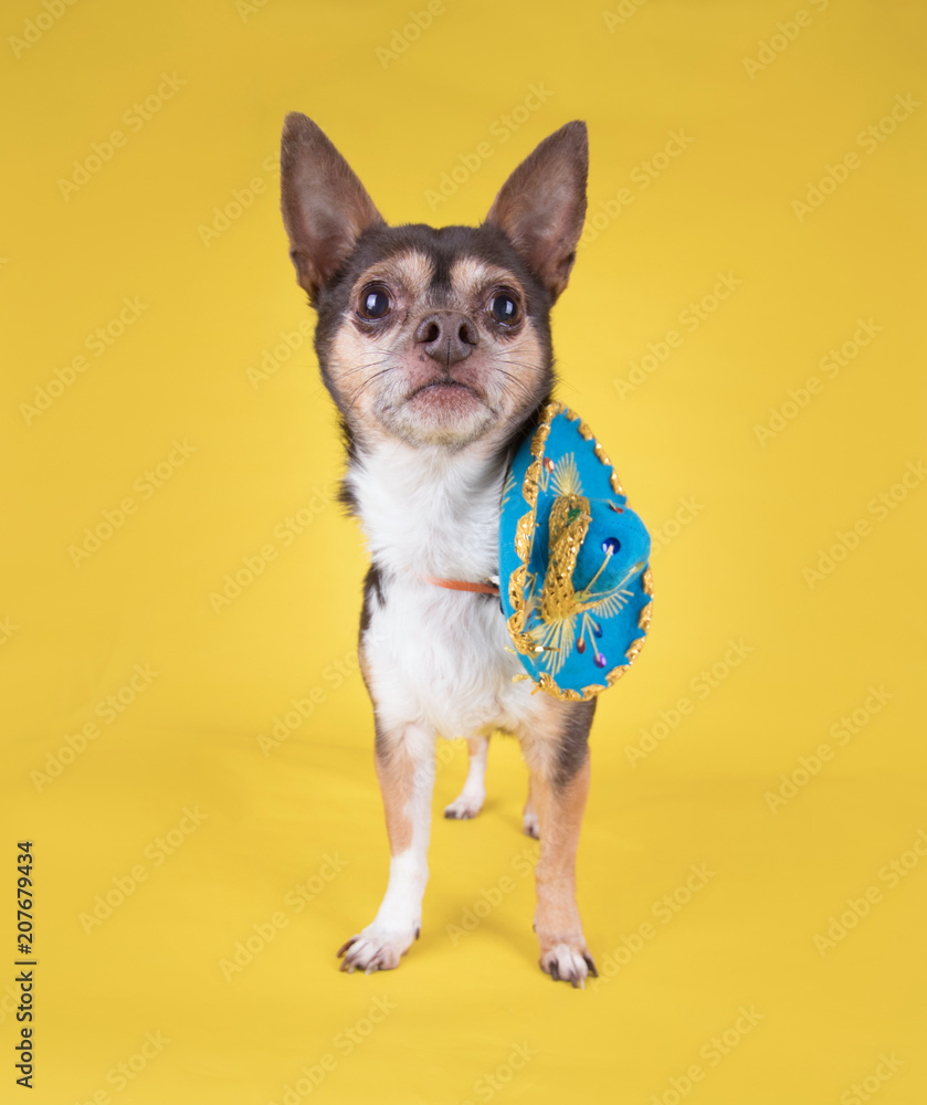 studio shot of a cute chihuahua with a sombrero hat on isolated on a yellow background