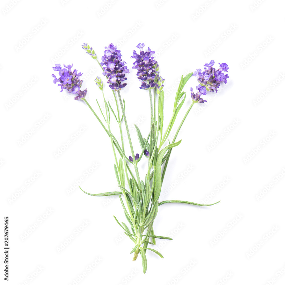 Fototapeta premium Lawenda zioło kwiat białe tło