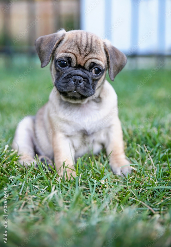 cute baby pug chihuahua mix called a chug playing on a green lawn