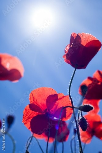 abstract details of poppies