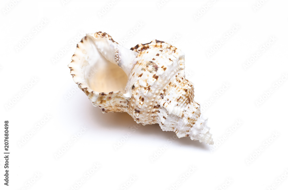 Seashell isolated on the white background.