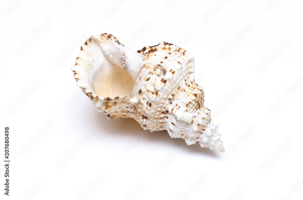 Seashell isolated on the white background. Seashell isolated on the white background.