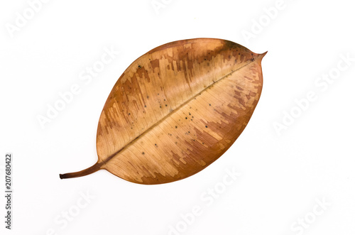 Dry brown plant leaf isolated on white background. © Dmitriy
