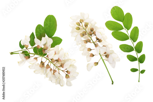 Blossoming acacia with leafs isolated on white background, Acacia flowers, Robinia pseudoacacia . White acacia photo