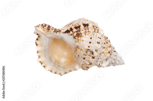 Seashell isolated on the white background.
