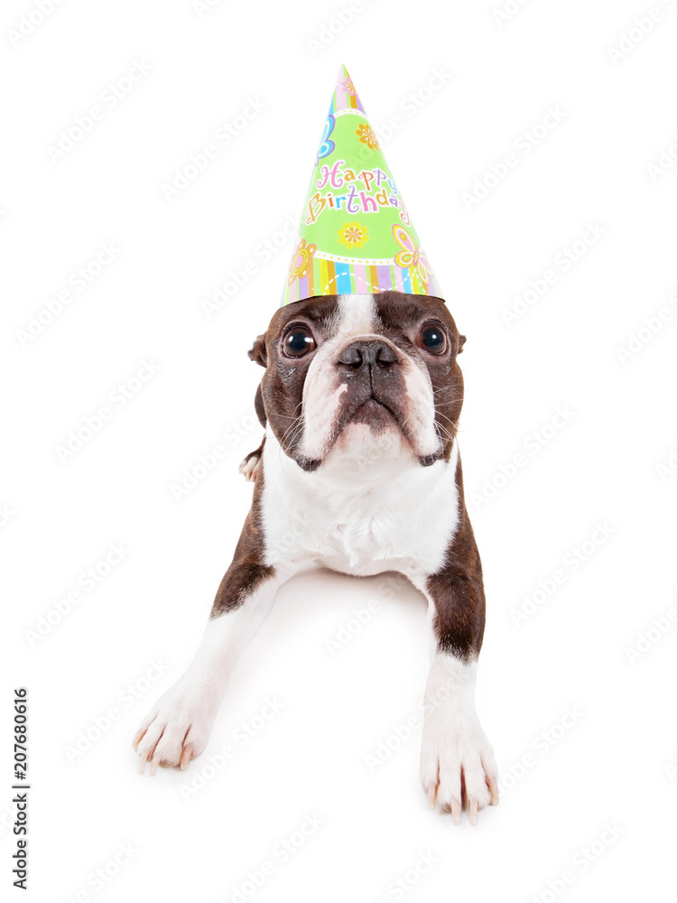 Baby sales boston terrier