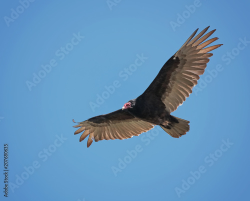turkey vulture soaring