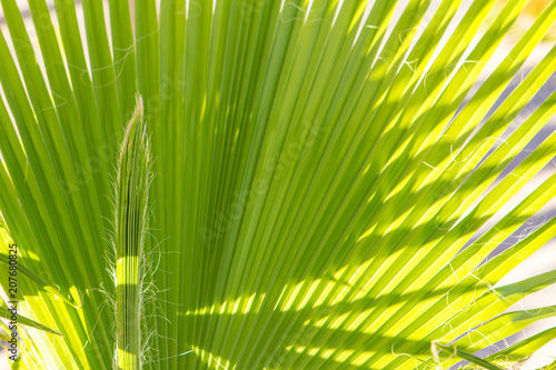 Light and shadow line of palm leaf  Green background