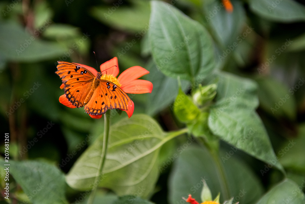 Bright Orange Butterfly on Red Flower Bright Orange Butterfly on Red Flower