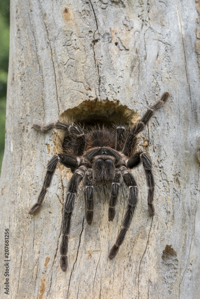 Brazilian Salmon Pink Bird Eating Tarantula Spider (Lasiodora parahybana) Coming out of Bird