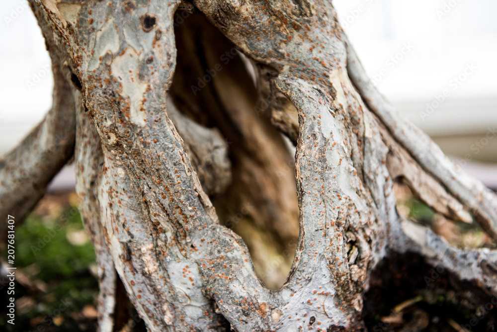 Fototapeta premium Close up Bonsai Tree Trunk and Roots