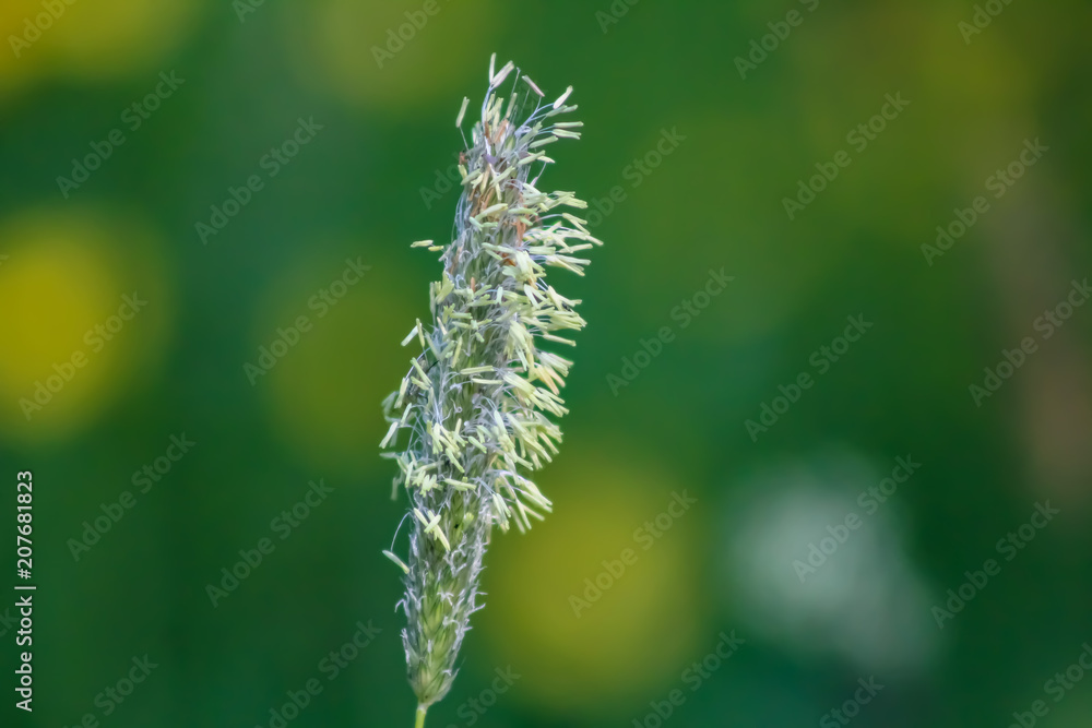 grass in flower grass in flower