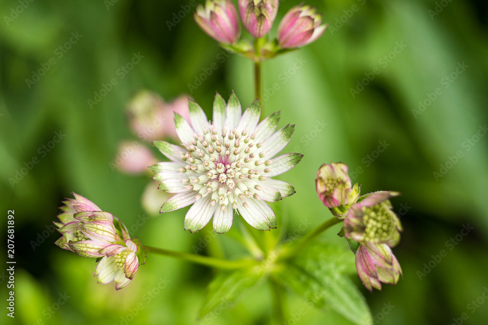 pink and white Masterwort flowers with creamy green background pink and white Masterwort flowers with creamy green background