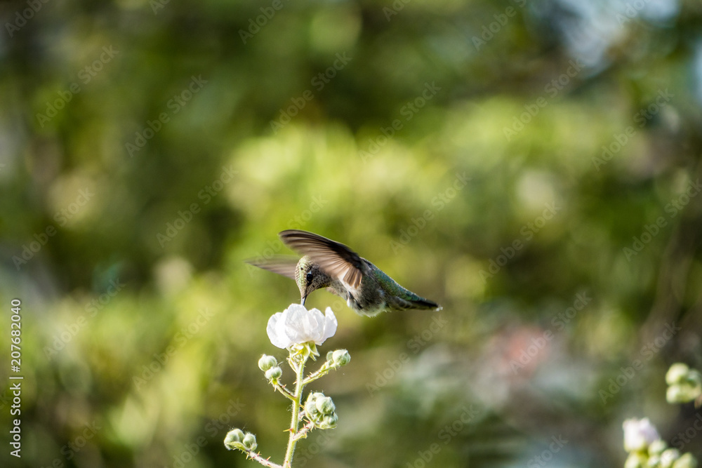 anna's hummingbird hovering in the air seeking nectar from white flower anna's hummingbird hovering in the air seeking nectar from white flower