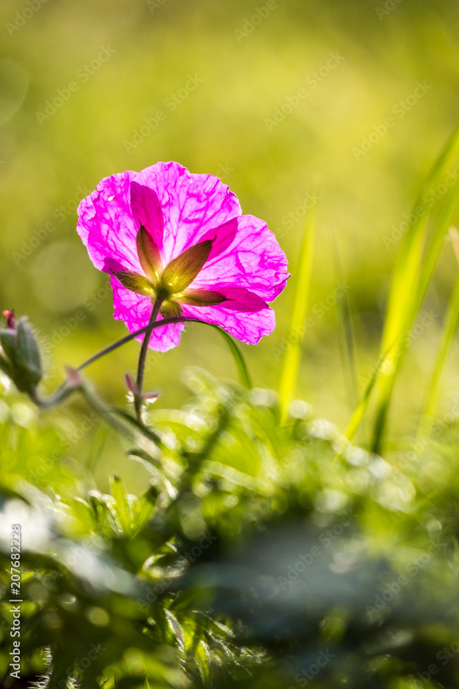 Fototapeta premium Pink flower back lit by the setting sun with green background