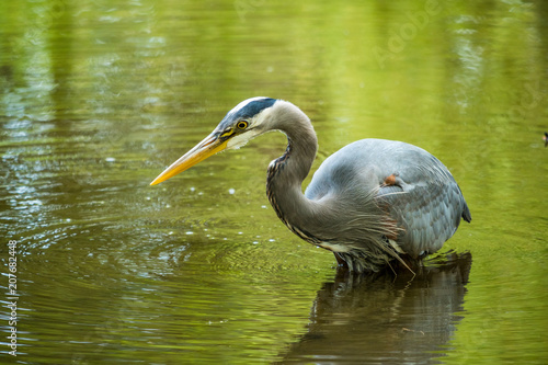 great blue heron wait patiently in the green pond for any fish to pass by