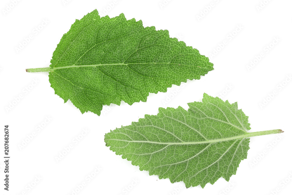 Fototapeta premium Sage leaves or Salvia officinalis isolated on white background