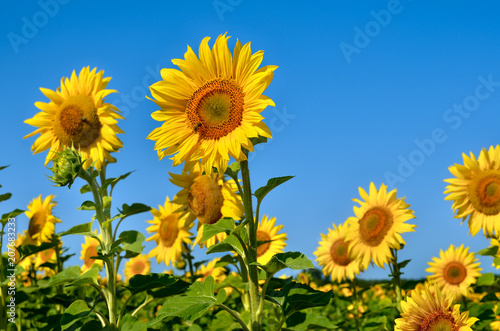 Yellow sunflowers grow in the field. Agricultural crops.