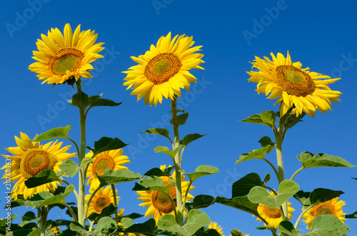 Fototapeta Naklejka Na Ścianę i Meble -  Yellow sunflowers grow in the field. Agricultural crops.