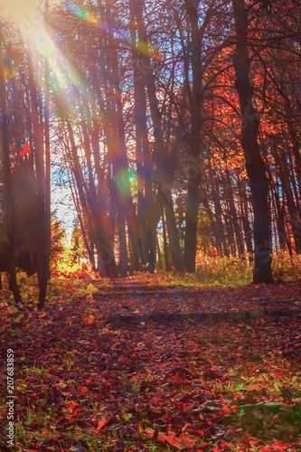 Fototapeta Naklejka Na Ścianę i Meble -  Picturesque autumn forest, abandoned park, sun rays, sunrise. Golden fall in forest