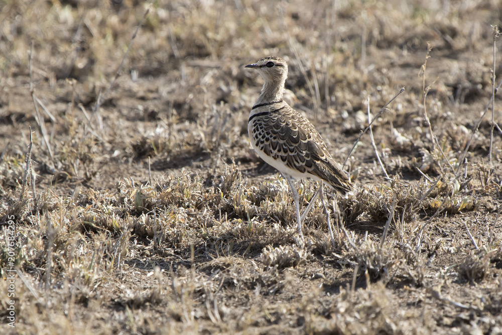 Two-banded Courser that stand among dry grass in dry savannah