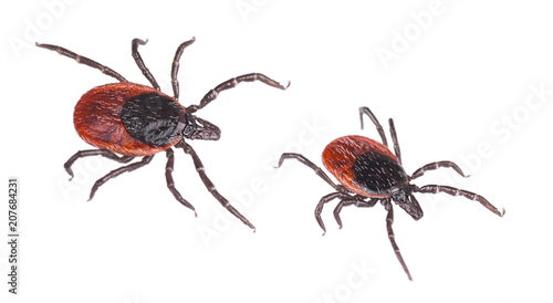 Close-up of two deer ticks. Castor bean tick. Ixodes ricinus. Detail of dangerous biting parasites. They carry infections such as encephalitis and Lyme borreliosis. Isolated on white background.