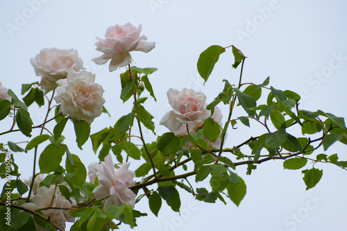 light pink flowers of the rambling or climbing rose 