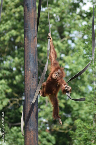 orangutang