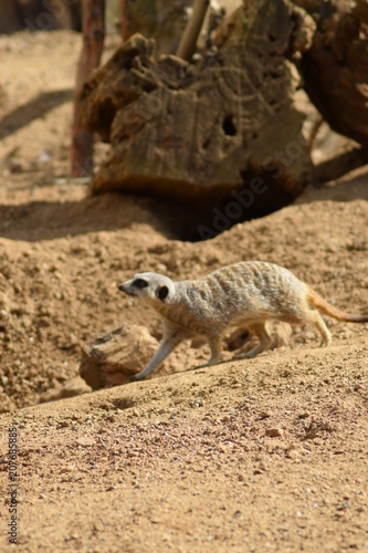 meerkat on rock