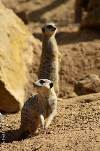 meerkat