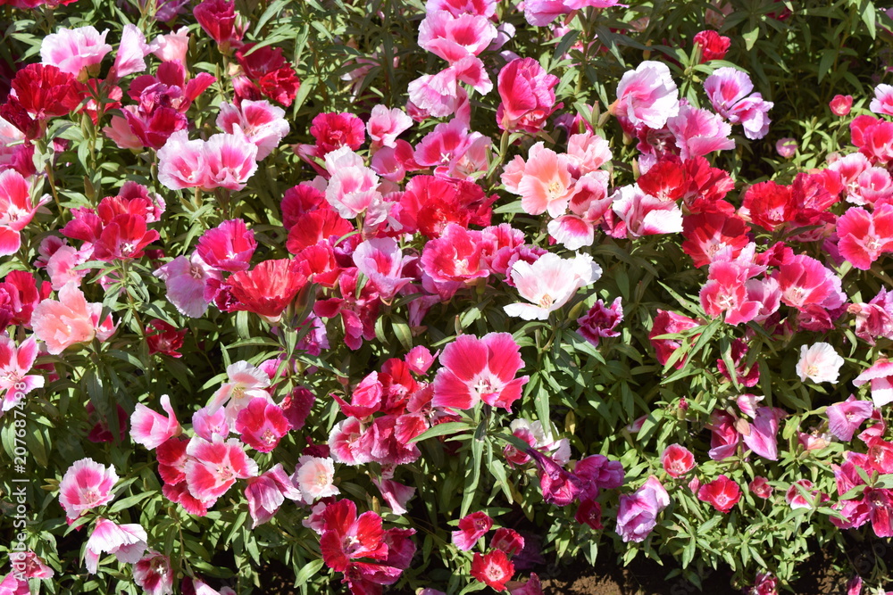 Godetia Godetia