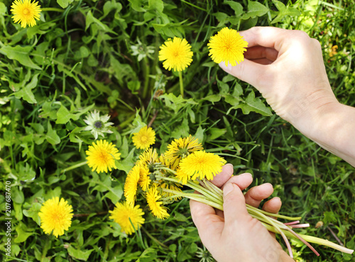 Female hand holding a dandelions