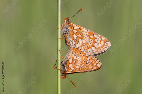Marsh fritillaries (Euphydryas aurinia) in cop. Two of Britain's most threatened butterflies mating, on grassland in Wiltshire
