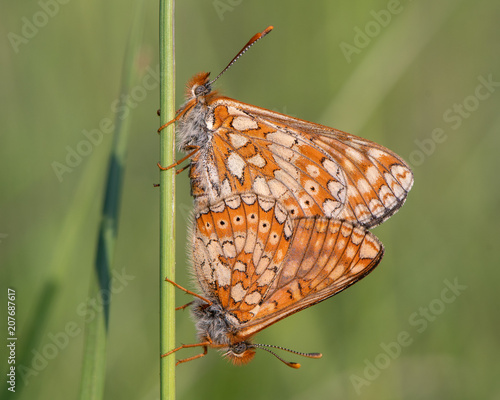 Marsh fritillaries (Euphydryas aurinia) mating. Two of Britain's most threatened butterflies in cop, on grassland in Wiltshire