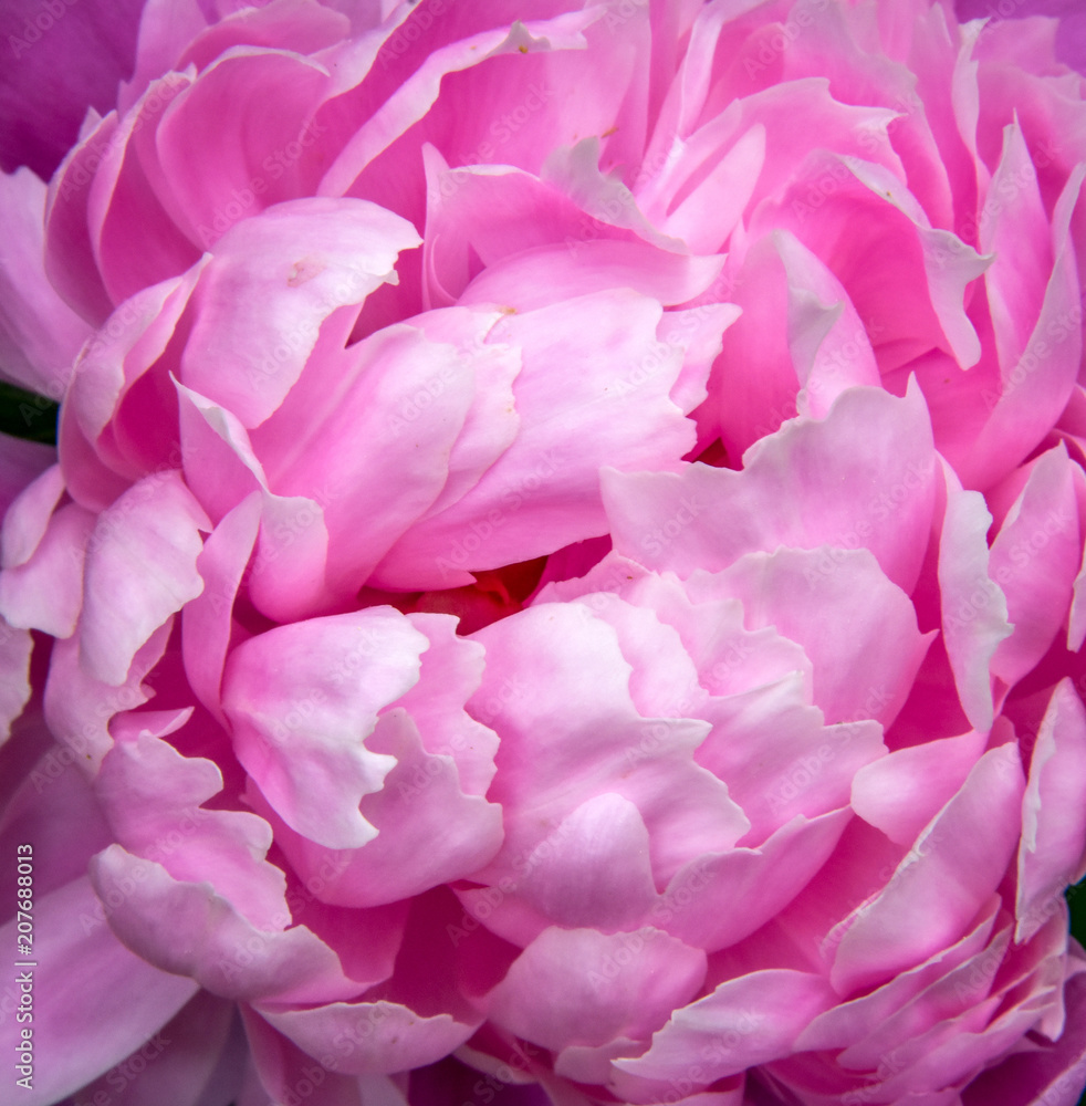 Pink Flower macro